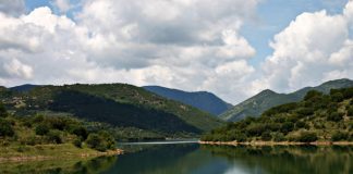 gortinia limni ladona2