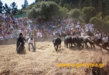 paradosiako alonisma