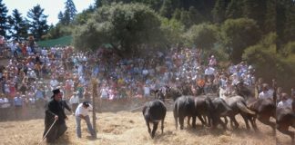 paradosiako alonisma