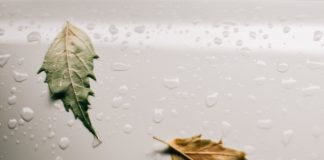 wet white surface with leaves