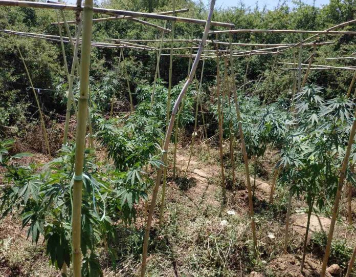 Εντοπίστηκε φυτεία δενδρυλλίων κάνναβης στην Αρκαδία