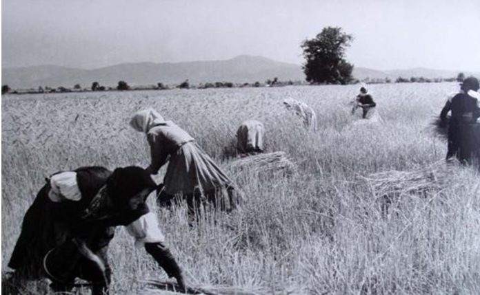 Αναπολώντας τα παλιά: Θερισμός και Αλώνισμα