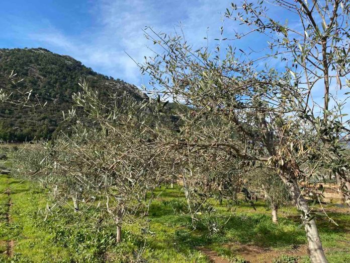 Α. Λυκουρέντζος: Σήμερα η πληρωμή αποζημιώσεων για τον παγετό της Άνοιξης του 2021