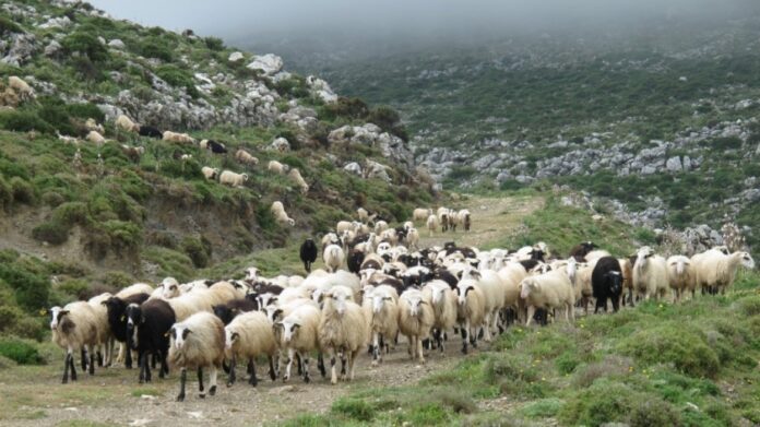 ΥΠΑΑΤ: Xρηματοδοτικά εργαλεία και παρεμβάσεις για την κτηνοτροφία