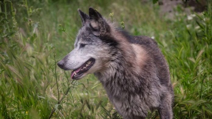 lykos