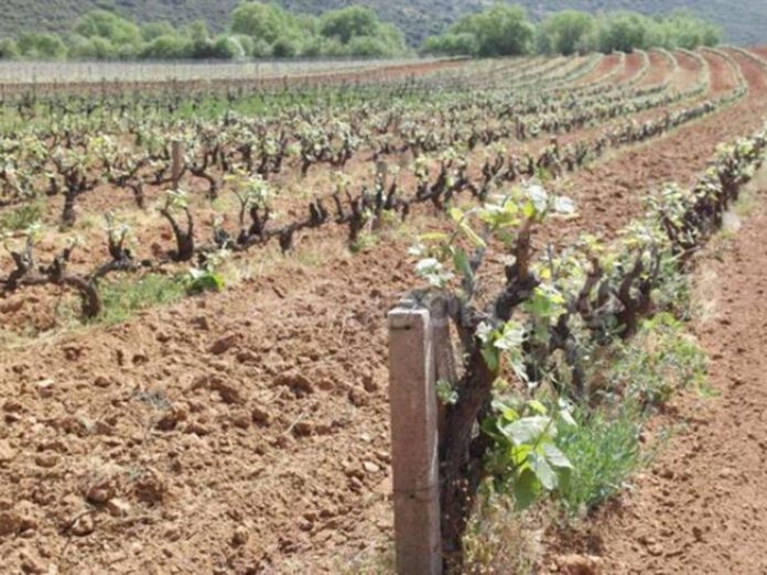 Αναδιάρθρωση και μετατροπή αμπελώνων για την περίοδο 2025-2026