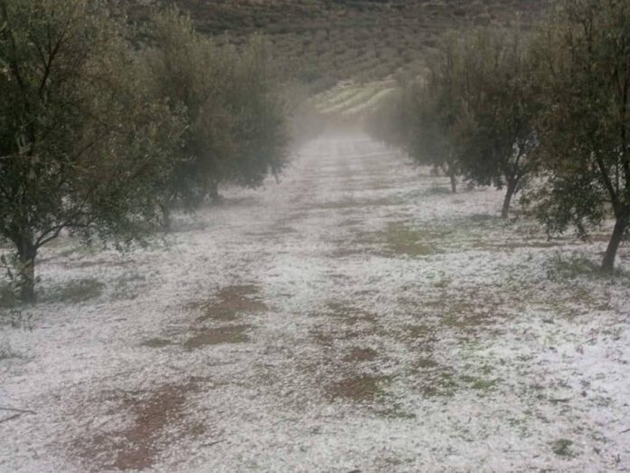Χαλαζόπτωση: Κλιμάκια του ΕΛΓΑ στις πληγείσες περιοχές μετά από πρωτοβουλία της Περιφέρειας Πελοποννήσου