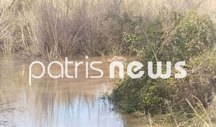 Συναγερμός στον Αλφειό: Πάνω από δέκα νεκρά πρόβατα σε προχωρημένη αποσύνθεση